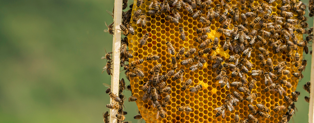 Hives for Heroes